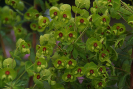 Euphorbia x martinii bestellen